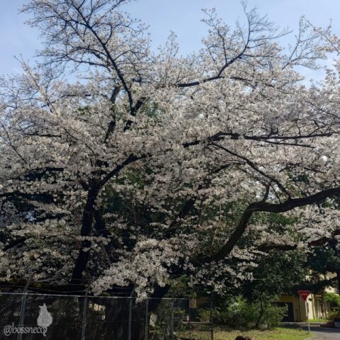 学芸大校内の桜