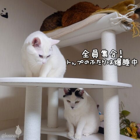 coco & fumi & Lin & Ryu