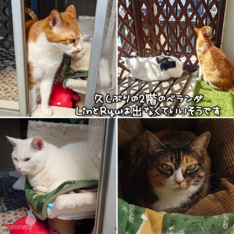 coco & fumi & Lin & Ryu