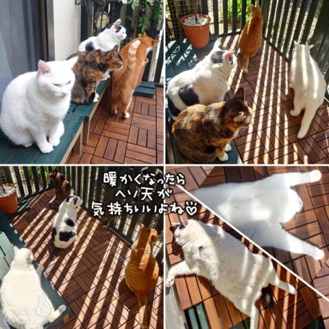 coco & fumi & Lin & Ryu