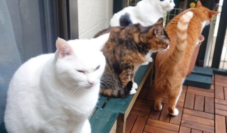 coco & fumi & Lin & Ryu