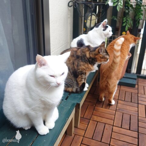 coco & fumi & Lin & Ryu