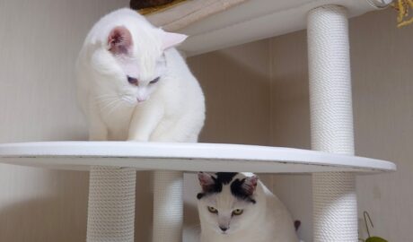 coco & fumi & Lin & Ryu