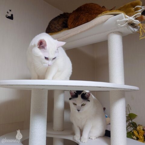 coco & fumi & Lin & Ryu