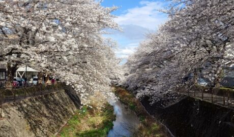 三沢川さくら回廊の桜