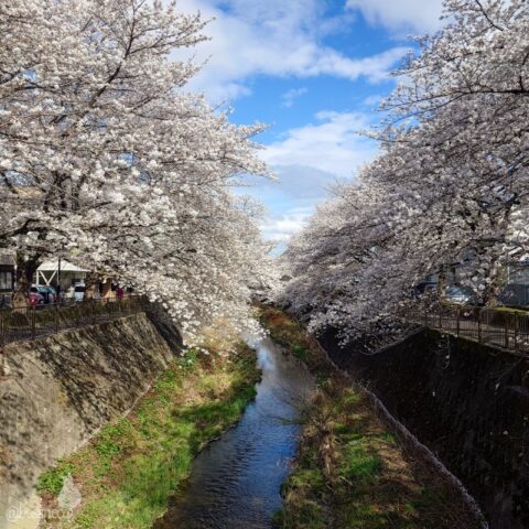 三沢川さくら回廊の桜