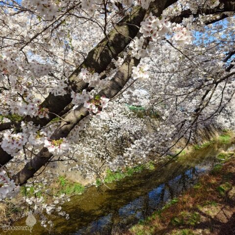 三沢川さくら回廊の桜