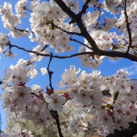 三沢川さくら回廊の桜