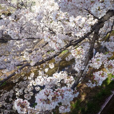 三沢川さくら回廊の桜