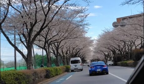 大沢グラウンド通りの桜並木