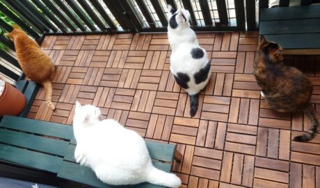 coco & fumi & Lin & Ryu