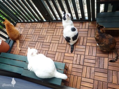 coco & fumi & Lin & Ryu