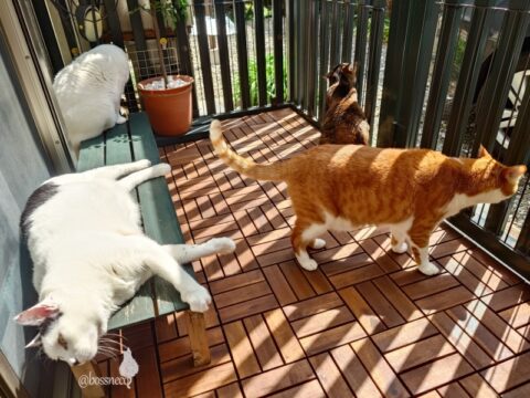 coco & fumi & Lin & Ryu