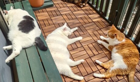 coco & fumi & Lin & Ryu