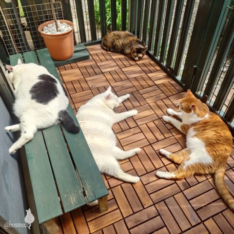 coco & fumi & Lin & Ryu