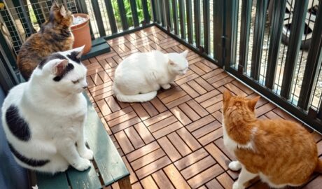 coco & fumi & Lin & Ryu