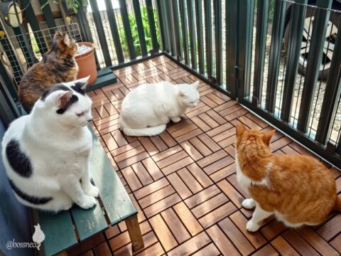 coco & fumi & Lin & Ryu