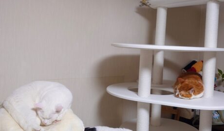 coco & fumi & Lin & Ryu