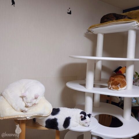 coco & fumi & Lin & Ryu