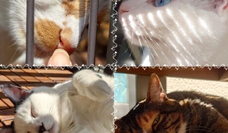 coco & fumi & Lin & Ryu