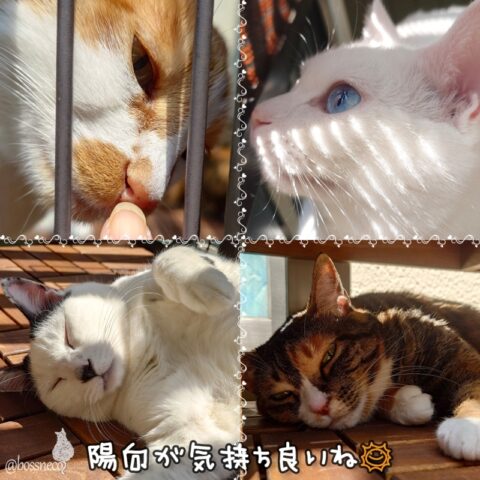 coco & fumi & Lin & Ryu