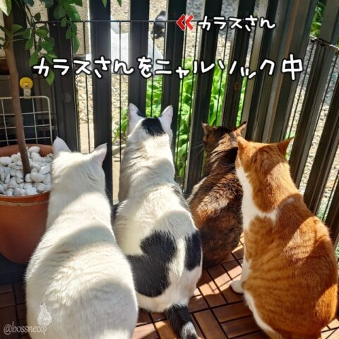 coco & fumi & Lin & Ryu