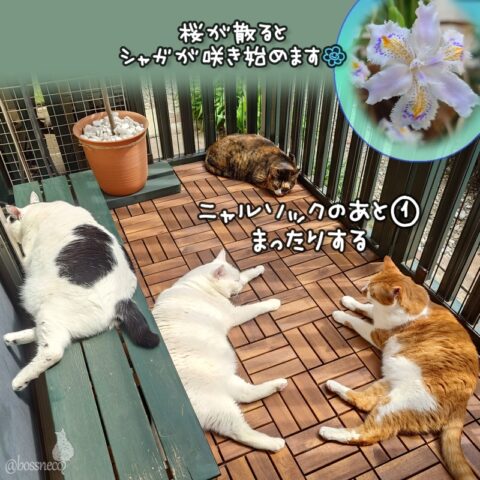 coco & fumi & Lin & Ryu