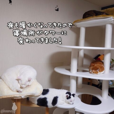 coco & fumi & Lin & Ryu