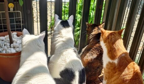 coco & fumi & Lin & Ryu