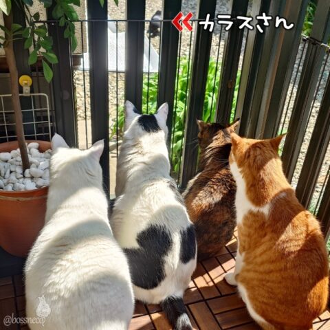 coco & fumi & Lin & Ryu