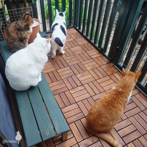 coco & fumi & Lin & Ryu