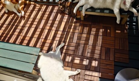 coco & fumi & Lin & Ryu