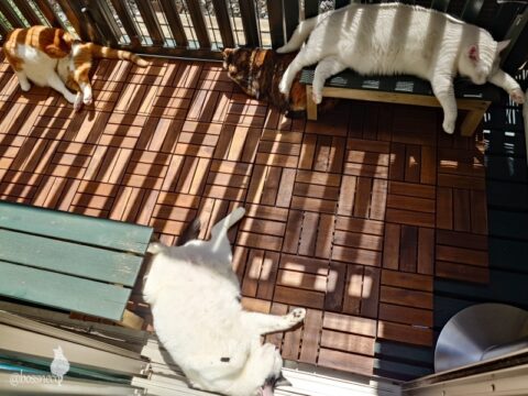 coco & fumi & Lin & Ryu