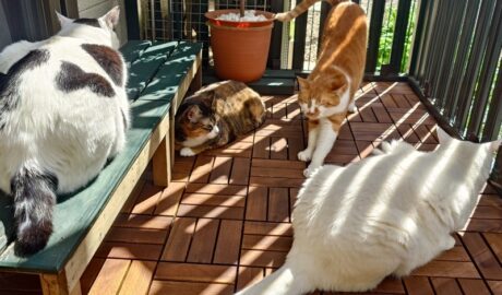 coco & fumi & Lin & Ryu