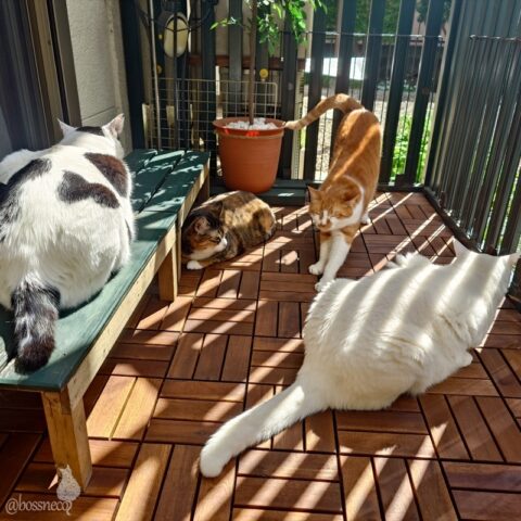 coco & fumi & Lin & Ryu