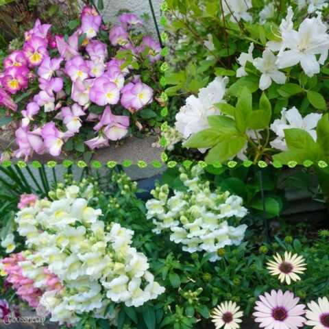 花壇のお花たち