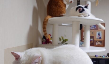 coco & fumi & Lin & Ryu