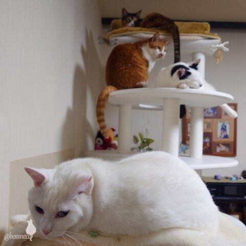 coco & fumi & Lin & Ryu