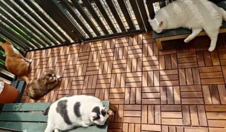 coco & fumi & Lin & Ryu