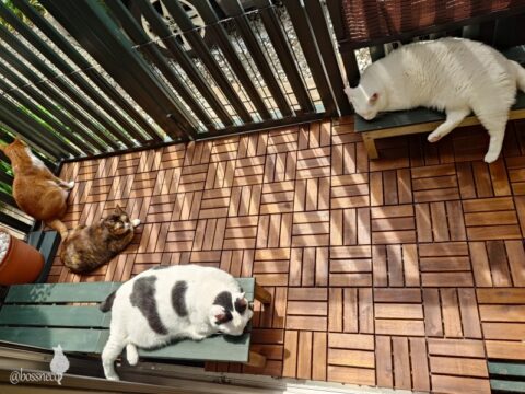 coco & fumi & Lin & Ryu