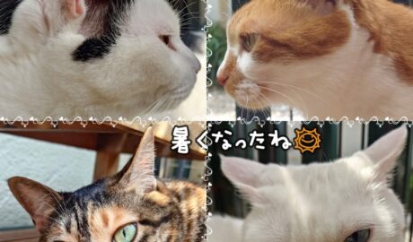 coco & fumi & Lin & Ryu