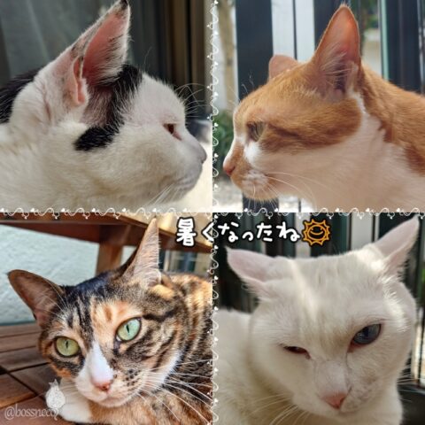 coco & fumi & Lin & Ryu