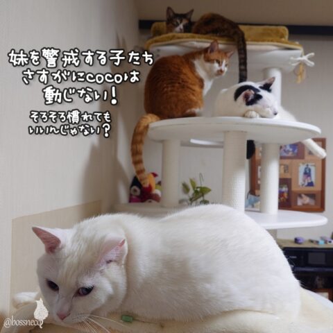 coco & fumi & Lin & Ryu