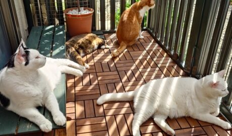 coco & fumi & Lin & Ryu