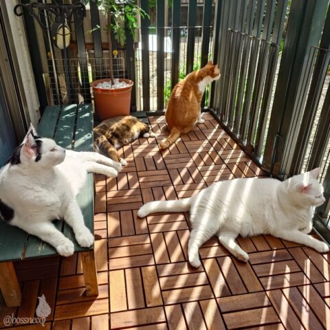 coco & fumi & Lin & Ryu