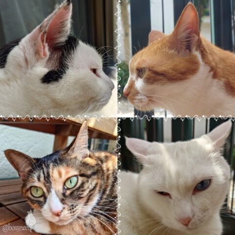 coco & fumi & Lin & Ryu