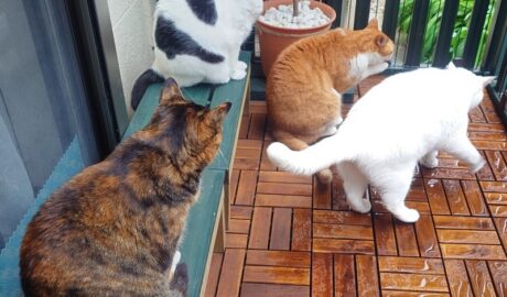 coco & fumi & Lin & Ryu