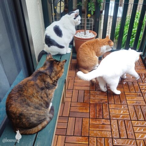 coco & fumi & Lin & Ryu