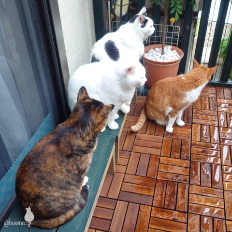 coco & fumi & Lin & Ryu