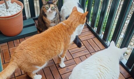 coco & fumi & Lin & Ryu